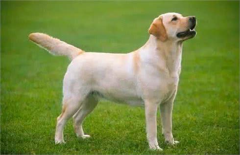 如何饲养和训练拉布拉多犬?