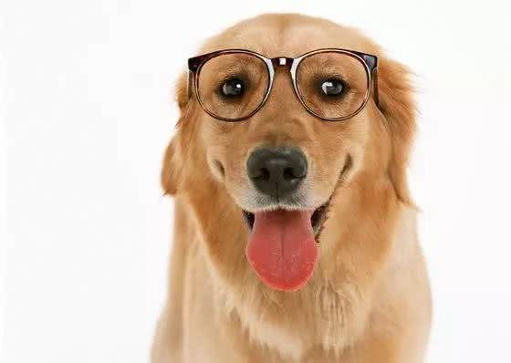 如何饲养和训练拉布拉多犬?