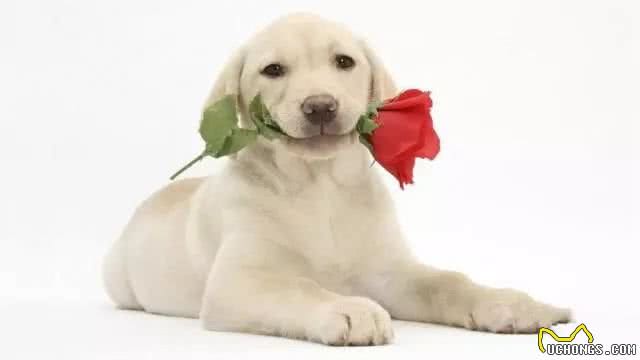 如何饲养和训练拉布拉多犬?