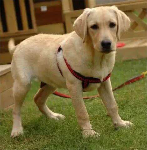 如何饲养和训练拉布拉多犬?