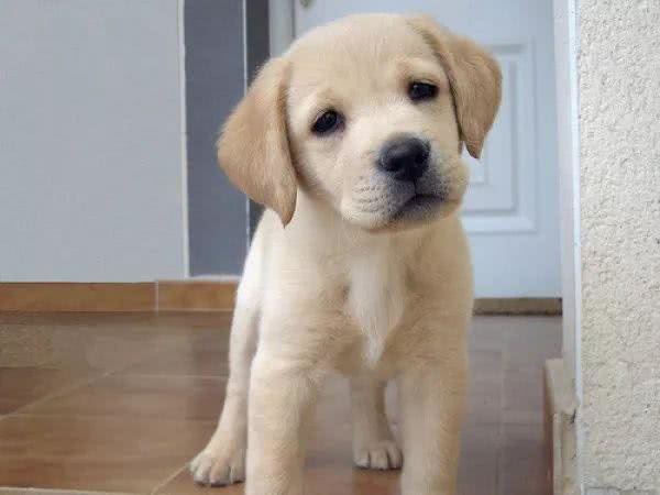 如何饲养和训练拉布拉多犬?