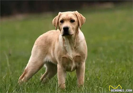 如何饲养和训练拉布拉多犬?