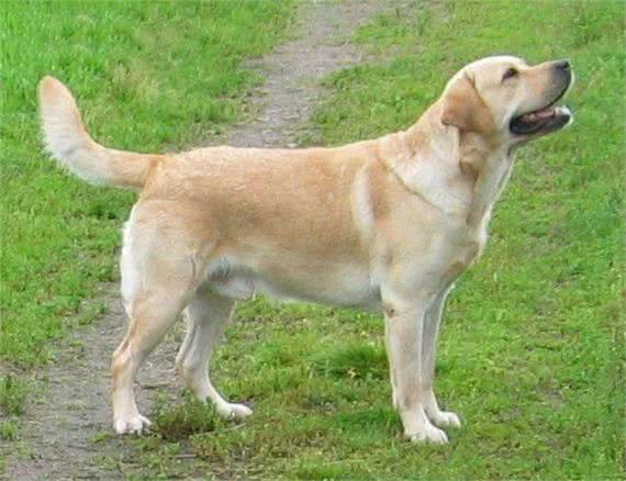 如何饲养和训练拉布拉多犬?