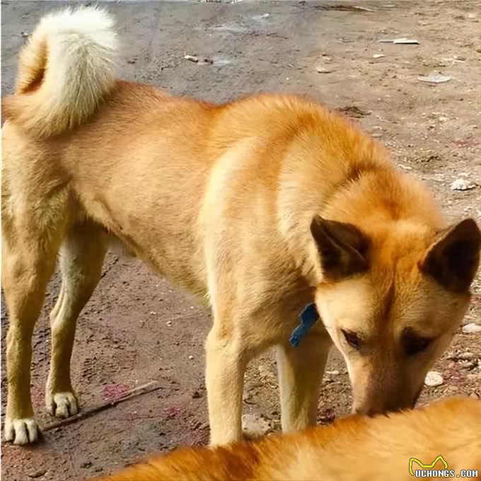 狗狗这几个特征,说明是旺家狗,错不了