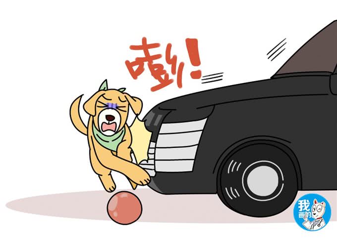 狗狗脾破裂肚子越鼓越大,急性大出血使腹围增大,及时手术能救命