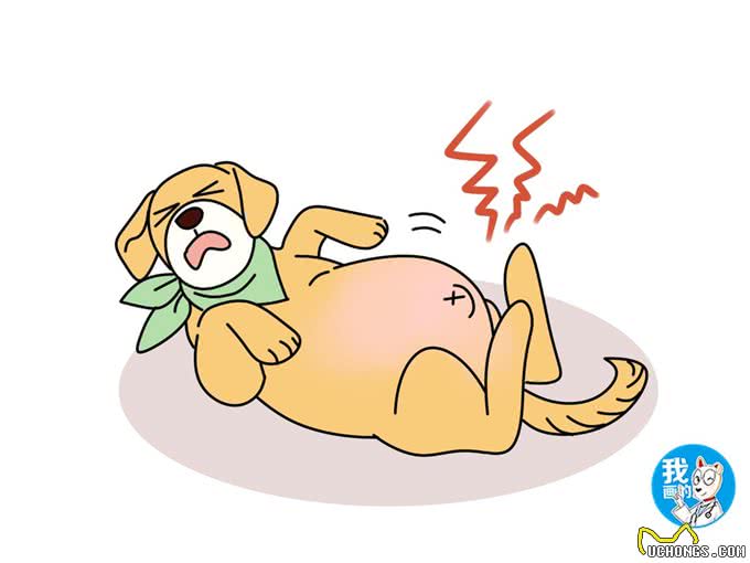 狗狗脾破裂肚子越鼓越大，急性大出血使腹围增大，及时手术能救命