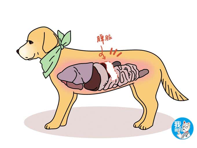 狗狗脾破裂肚子越鼓越大，急性大出血使腹围增大，及时手术能救命