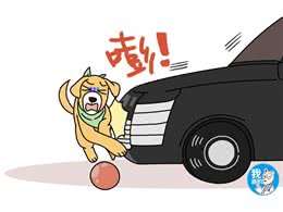 狗狗脾破裂肚子越鼓越大，急性大出血使腹围增大，及时手术能救命