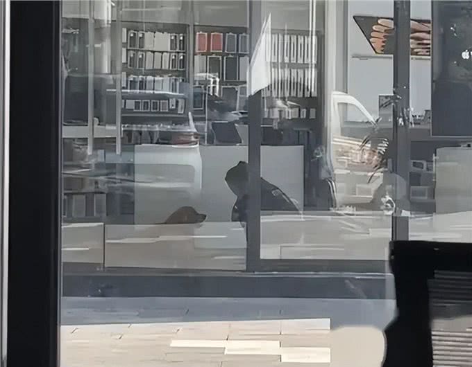 秋老虎来了，天气炎热!给狗狗扎针降温你见过么?
