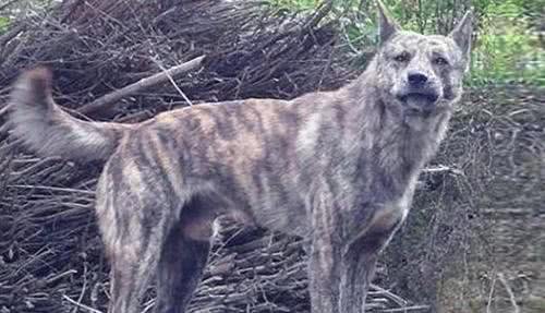 六种国人最爱的本土猛犬,比特犬算啥,它们看家护院猎野猪样样行