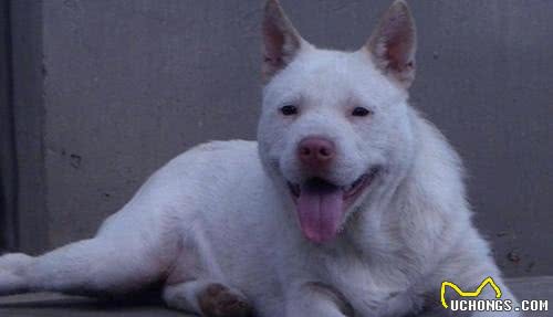 六种国人最爱的本土猛犬,比特犬算啥,它们看家护院猎野猪样样行