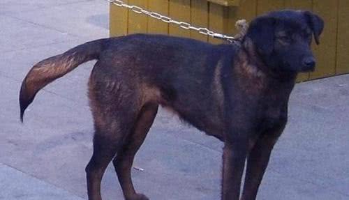 六种国人最爱的本土猛犬,比特犬算啥,它们看家护院猎野猪样样行