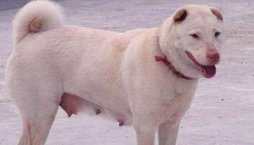 六种国人最爱的本土猛犬,比特犬算啥,它们看家护院猎野猪样样行