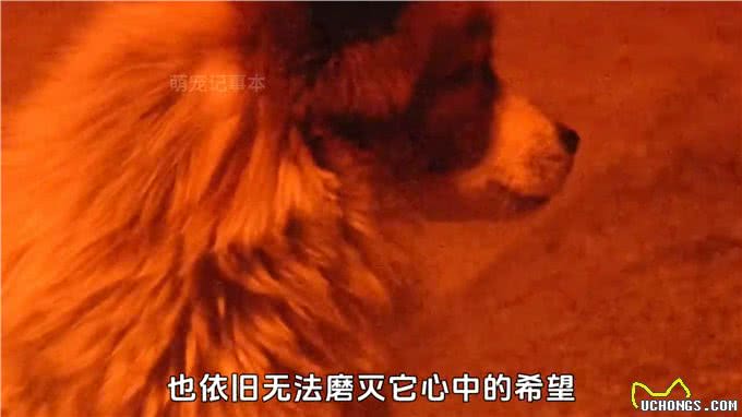 狗狗在高速休息区等主人6个月，直到腿瘸了眼瞎了