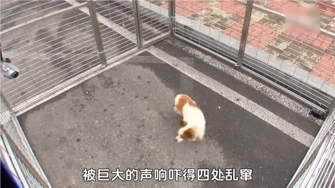 狗狗在高速休息区等主人6个月，直到腿瘸了眼瞎了