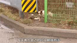 狗狗在高速休息区等主人6个月，直到腿瘸了眼瞎了
