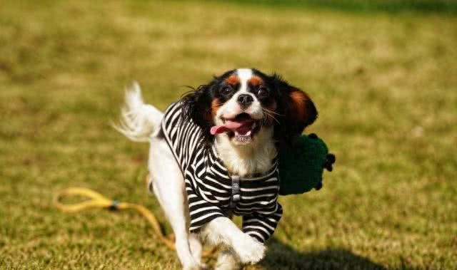 查理王小猎犬:活泼、文雅、匀称的玩具犬，非常适合作为伴侣犬