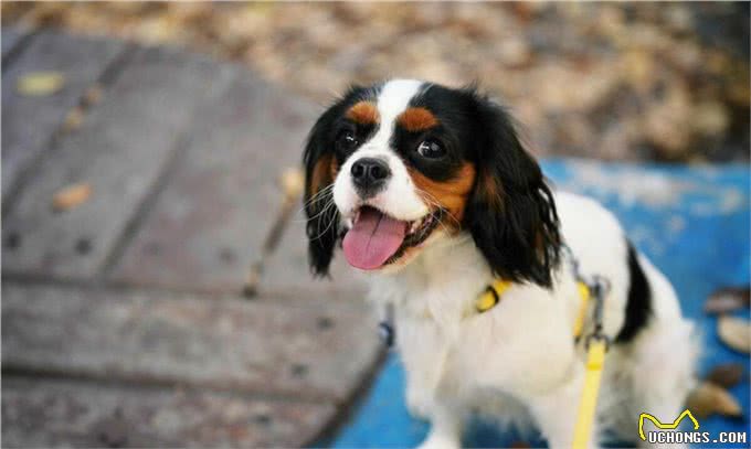 查理王小猎犬:活泼、文雅、匀称的玩具犬，非常适合作为伴侣犬