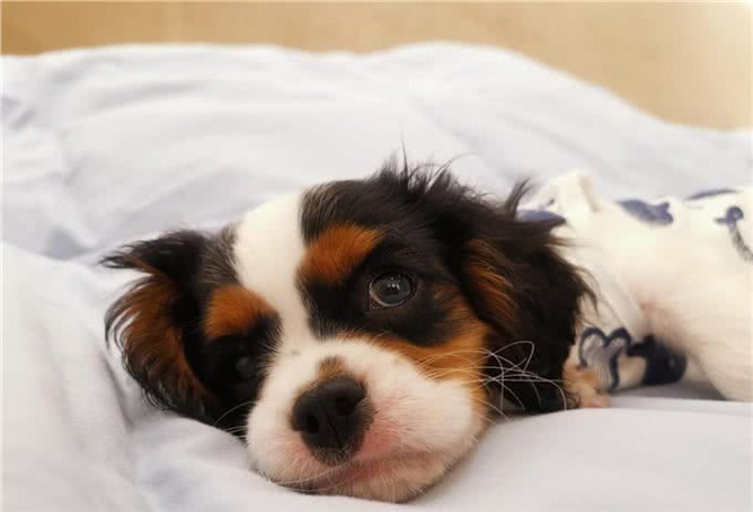查理王小猎犬:活泼、文雅、匀称的玩具犬，非常适合作为伴侣犬