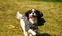 查理王小猎犬:活泼、文雅、匀称的玩具犬，非常适合作为伴侣犬