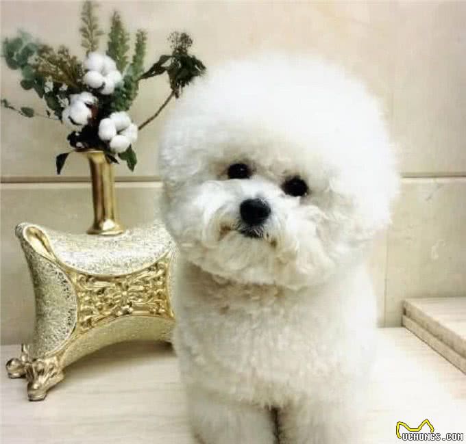 比熊犬娇小可爱，但是这些缺点你如果接受不了，还是别养的好