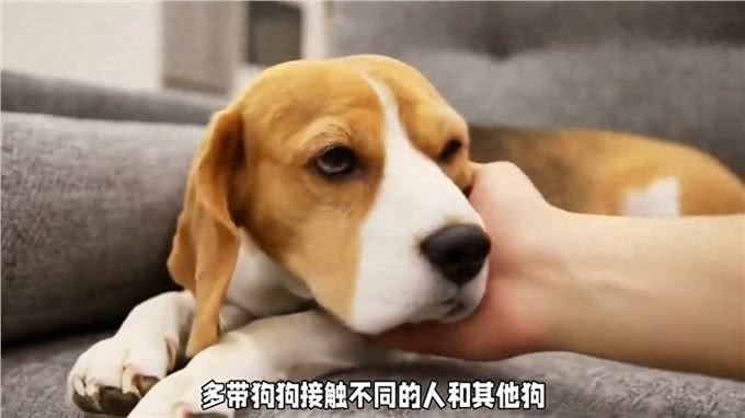 如何教育出一只听话的宠物狗?