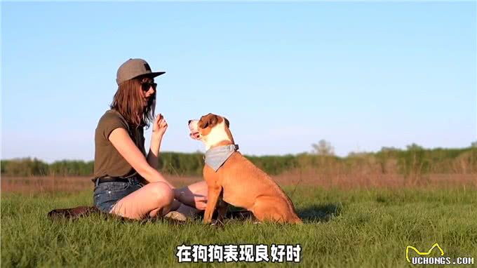 如何教育出一只听话的宠物狗?