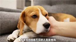 如何教育出一只听话的宠物狗?