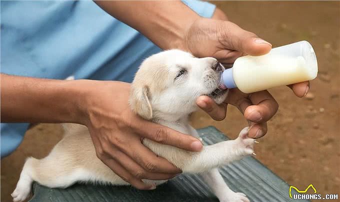 幼犬到家后的7大禁忌，再犯可就不礼貌了!