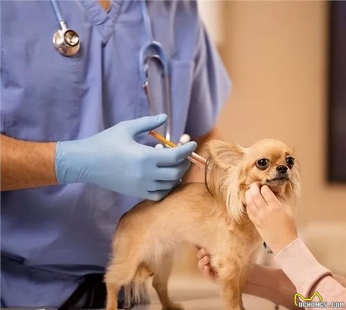 幼犬到家后的7大禁忌，再犯可就不礼貌了!