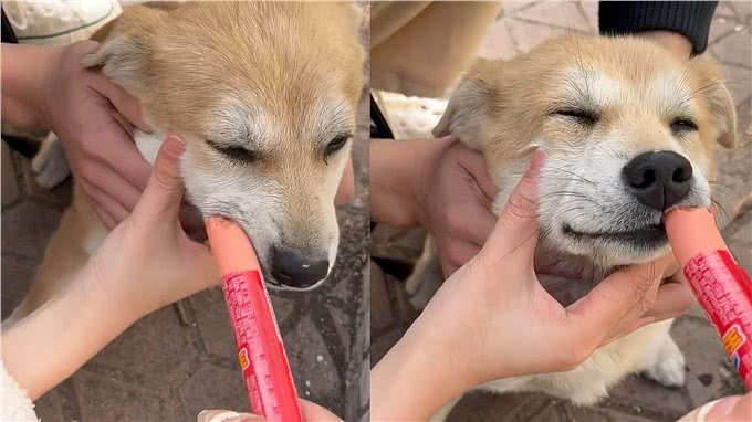 幼犬到家后的7大禁忌，再犯可就不礼貌了!