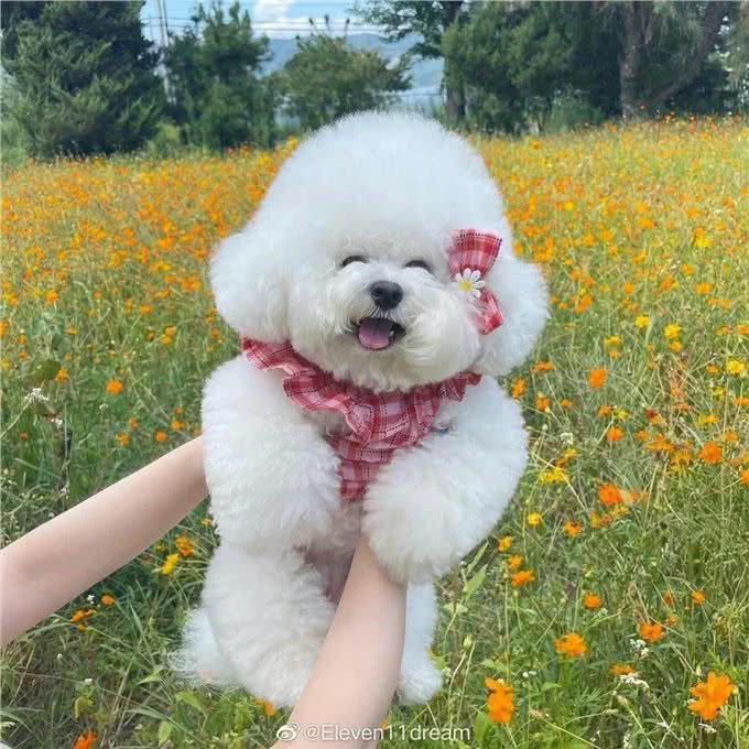 幼犬到家后的7大禁忌，再犯可就不礼貌了!