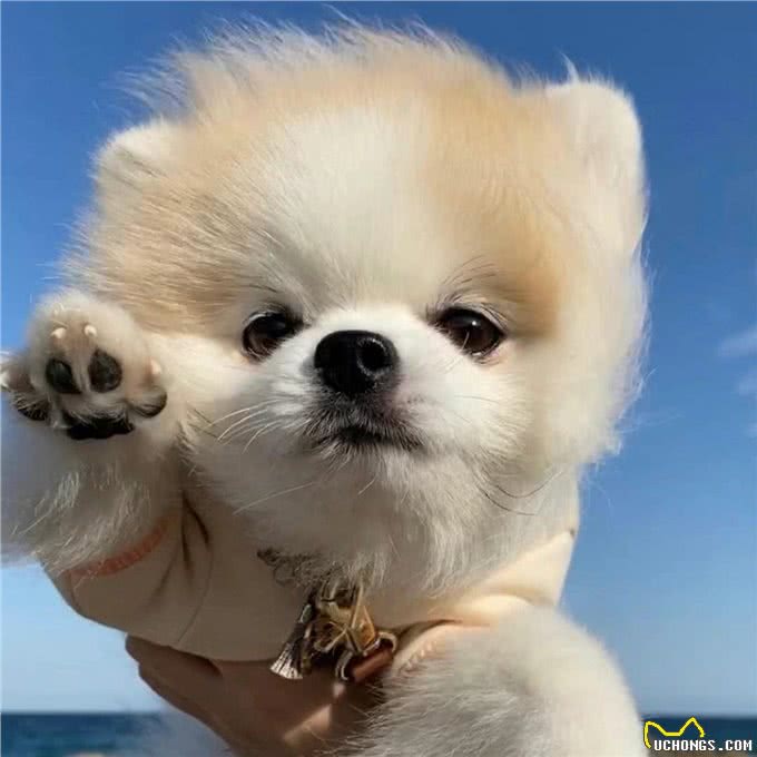 幼犬到家后的7大禁忌，再犯可就不礼貌了!