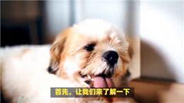 狗狗冬季感冒怎么办?