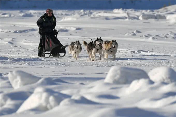 GBE:现代雪橇犬的祖先起源于大约12000年前的西伯利亚