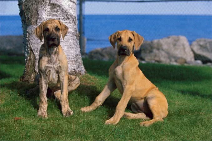 大丹犬：我不仅体贴忠诚，还能警戒、巡逻、防暴哦~