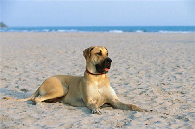 大丹犬：我不仅体贴忠诚，还能警戒、巡逻、防暴哦~