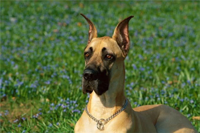 大丹犬：我不仅体贴忠诚，还能警戒、巡逻、防暴哦~