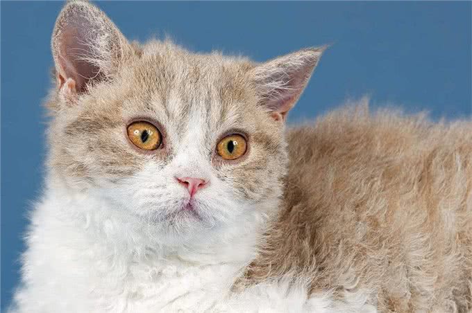 世界上居然还有这种猫，身上长者羊毛，被称为披着羊皮的猫