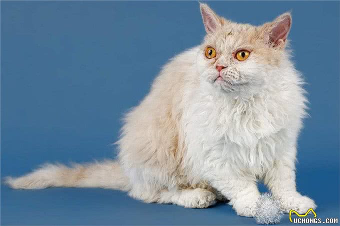 世界上居然还有这种猫，身上长者羊毛，被称为披着羊皮的猫