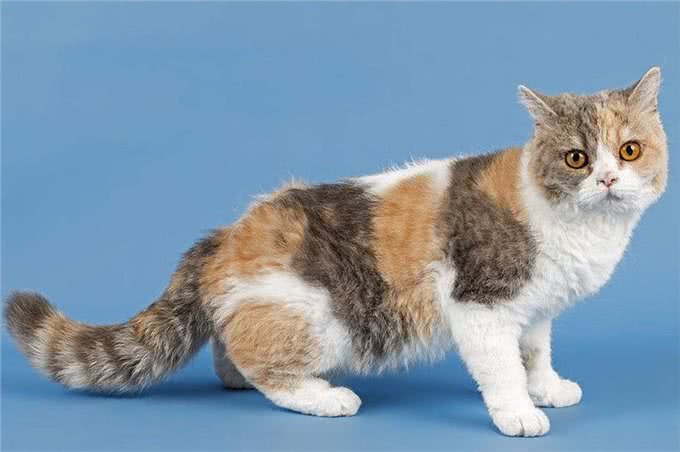 世界上居然还有这种猫，身上长者羊毛，被称为披着羊皮的猫