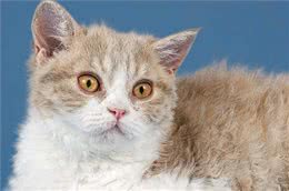 世界上居然还有这种猫，身上长者羊毛，被称为披着羊皮的猫