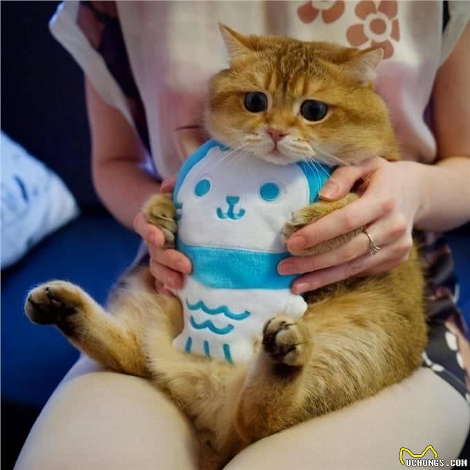 养猫，最好不要选英短猫，这几点怕你受不了