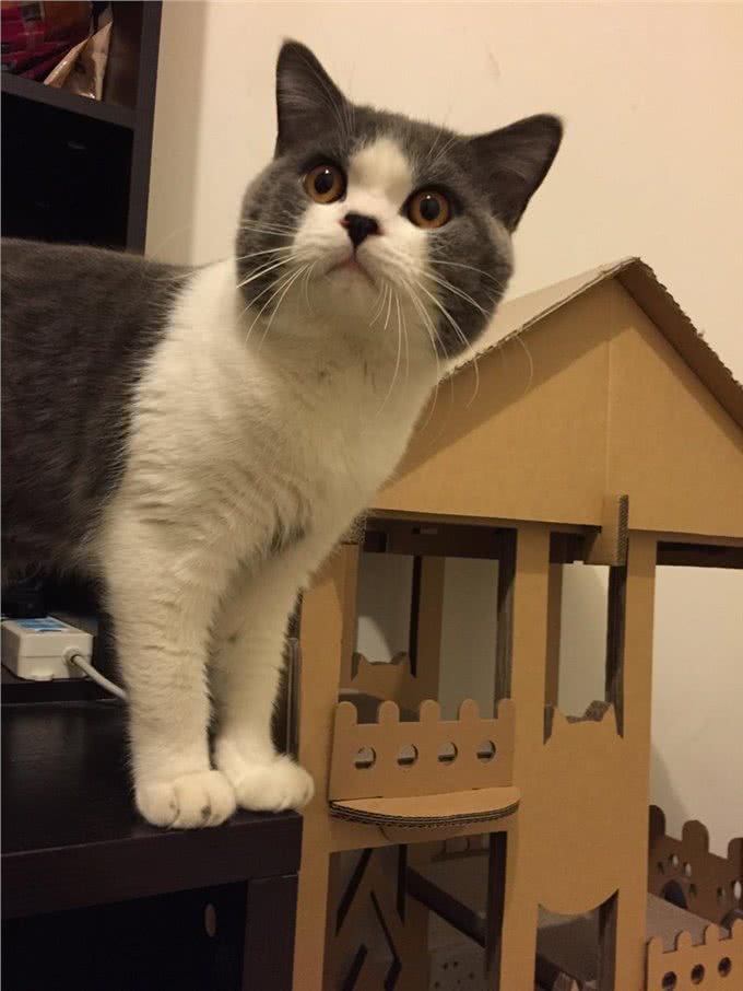 养猫，最好不要选英短猫，这几点怕你受不了