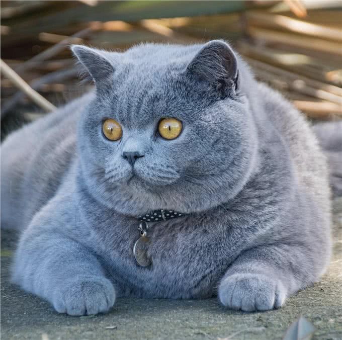 养猫，最好不要选英短猫，这几点怕你受不了