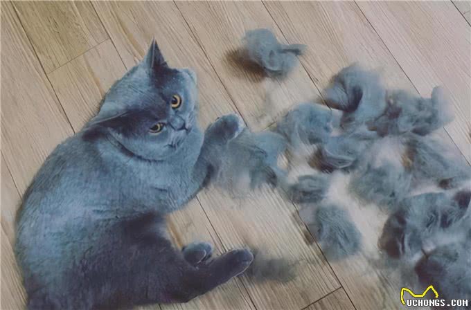 养猫，最好不要选英短猫，这几点怕你受不了