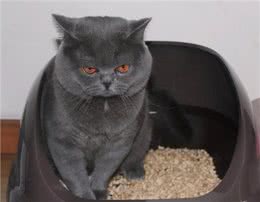 养猫，最好不要选英短猫，这几点怕你受不了