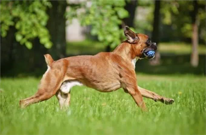 德国10大名贵犬种