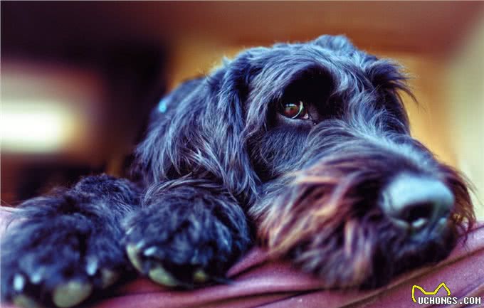 德国10大名贵犬种