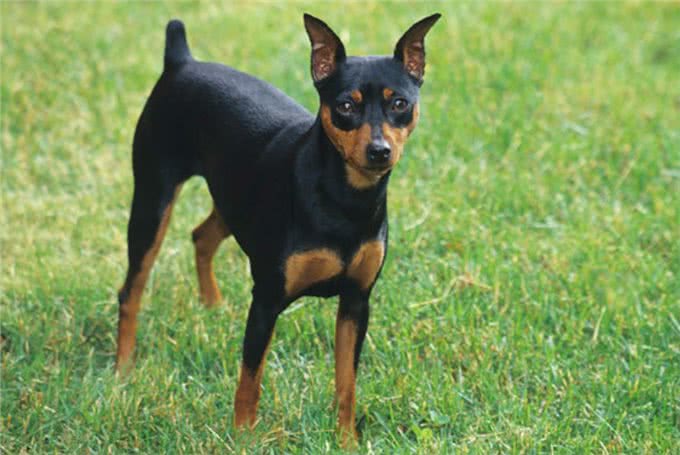 德国10大名贵犬种
